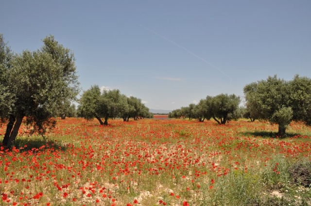 olivos en la ribera del guadiana
